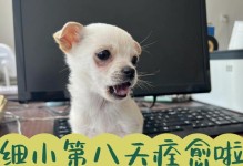 狗狗得细小的原因解析（探究细小疾病对宠物犬的危害及预防方法）