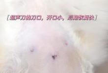 母猫结扎后的恢复时间及注意事项（了解母猫结扎手术后的康复需要多久，以及如何照顾你的爱宠）