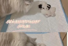 以猫下崽为何会咬死小猫？（揭开猫妈妈咬死小猫的背后真相，给宠物爱好者们一些启示。）