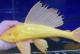 清道夫的新鱼缸换水周期如何确定？（探讨以清道夫多久放新鱼缸的关键因素和方法）