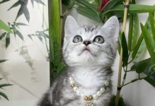 两个月小猫的饮食需求与营养摄入（了解小猫的饮食习惯和正确喂养方法，让它健康成长）