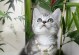 两个月小猫的饮食需求与营养摄入（了解小猫的饮食习惯和正确喂养方法，让它健康成长）