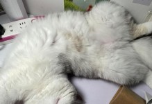 猫咪翻肚皮的背后原因（揭秘猫咪翻肚皮的真实目的，为铲屎官提供小心指南）