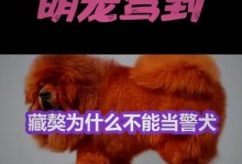 藏獒身价1000万，为什么现在没人养了？（探寻藏獒市场的变迁与原因）