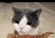 美短蓝猫的饮食需求与喜好（探究美短蓝猫的食物偏好和营养需求）