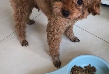 培养听话的泰迪犬的八个关键动作（让你的泰迪成为顺从宠物的秘诀）