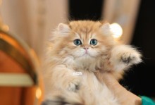 狮子小猫咪的成长经历（以宠物为主，大狮子和小猫咪的相处之道）