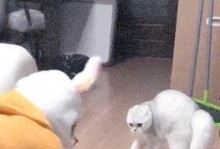 揭秘猫咪最怕的五大物体（从恐惧到逃离，揭开猫咪内心最深处的恐惧源泉）