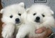银狐犬的价格及喂养训练方法（了解银狐犬的价格和如何喂养训练它们，让你的银狐犬健康快乐）