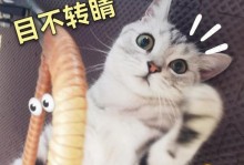 水果猫咪，萌趣表情包的代表（以宠物为主，走红网络的新生代萌物）