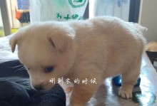 两个月大的狗一天睡多久？（解密小狗的睡眠时间以及影响因素）