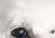 狗眼中的世界（揭开狗眼中的色彩奥秘）
