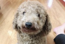 40天狗为什么狗粮？（揭开狗粮成为主要食物的背后原因）