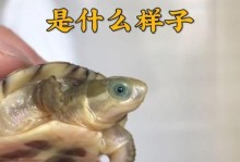 黄喉龟的饮食需求与营养摄入（以黄喉龟吃什么好？黄喉龟的饮食指南与建议）