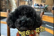 泰迪为什么会突然长白毛？（白毛突现）