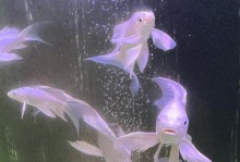 打造绚丽多彩的热带鱼群，让水族箱成为视觉盛宴（以美观为导向，挑选热带鱼的关键是什么？）