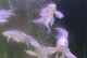 打造绚丽多彩的热带鱼群，让水族箱成为视觉盛宴（以美观为导向，挑选热带鱼的关键是什么？）