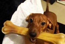 狗狗吃猪骨头的寿命到底有多长？（揭秘狗狗食用猪骨头对寿命的影响，主要）