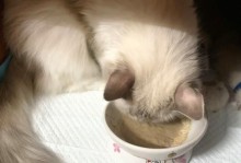 宠物猫咪为什么突然不爱吃东西？（探究猫咪不爱吃东西的原因及应对方法）