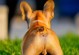 以犬死后屁股有屎是什么病？（了解屁股有屎的病因与预防措施）
