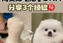 如何训练你的博美狗（培养出一只忠诚、听话的博美伙伴）