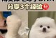 如何训练你的博美狗（培养出一只忠诚、听话的博美伙伴）
