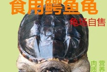 鳄鱼龟的价格、营养价值与养殖潜力（了解鳄鱼龟的市场行情和健康价值）