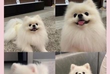 博美犬打虫药喂食频率探究（探讨博美犬打虫药喂食频率的最佳实践方法）