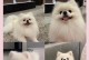 博美犬打虫药喂食频率探究（探讨博美犬打虫药喂食频率的最佳实践方法）