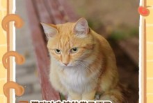 猫的进食习惯及其相关问题（猫咪为什么会拒食？如何解决猫咪长时间不进食的问题？）