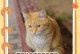 猫的进食习惯及其相关问题（猫咪为什么会拒食？如何解决猫咪长时间不进食的问题？）