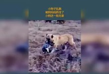 为什么狗突然乱叫乱窜？（探究狗突发行为的原因与解决办法）