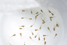 凤尾鱼——精致优雅的水族宠物（探秘凤尾鱼的外貌、特点与养殖技巧）