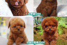 贵宾犬断血线的时机及注意事项（了解贵宾犬断血线的关键时刻，为爱宠带来更好的健康）