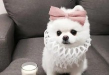 以博美能化妆成什么样？（探索博美妆容的多样魅力）