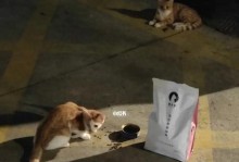 带回家前的准备（让宠物成为家庭的一员，从流浪猫开始）