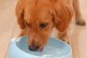 小狗拉肚子的原因（为什么小狗会拉肚子，如何预防和治疗？）