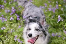 了解芬兰猎犬的饲养方法（宠物犬的饲养技巧与注意事项）