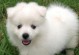 探秘神秘的银狐犬（解读银狐犬的起源与特征）