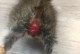 刚出生小猫的排便规律（了解小猫的生理发展和排便需求）
