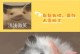 金狐仓鼠与其他品种的仓鼠的适应性比较（从性格特点到生活习性，金狐仓鼠能与哪些仓鼠品种和谐相处？）
