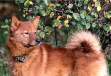 芬兰猎犬的全面饲养指南（让你的宠物健康快乐生活）