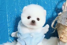 以一千块就能买得到的五种小型犬，值得你饲养（寻找适合你的小型犬伴侣，满足你的需求与预算）