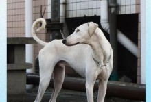 萨路基犬的饲养方法详解（了解这些，让你成为萨路基犬的专家！）