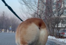 狗狗扭伤症状（掌握狗狗扭伤的关键特征，帮助它们迅速康复）