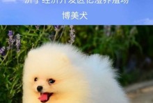 探寻博美犬品种的多样性与特点（了解博美犬不同品种间的差异与魅力，开启宠物选择之旅）