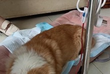 犬焦虫针（多久打一次？如何正确使用犬焦虫针保护宠物犬？）