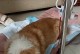 犬焦虫针（多久打一次？如何正确使用犬焦虫针保护宠物犬？）