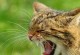 小猫为何无声？（探究小猫无声的原因）