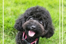 贵宾犬的多彩色世界（探秘贵宾犬的颜色之谜）